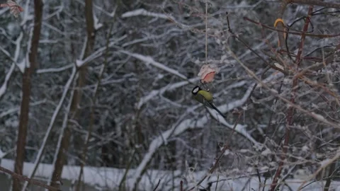 Bird tit in winter. Video stock 333363663