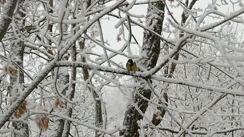 Bird tit in winter. Parus major. Stock Footage 148933797