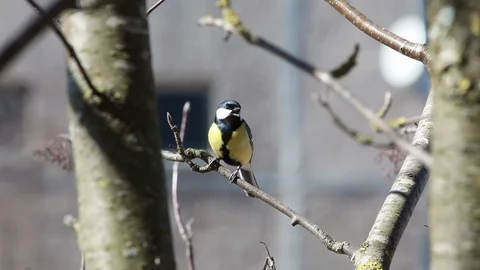 The bird a titmouse big sits on mountain ash branch and makes different sounds Stock Footage 88661123