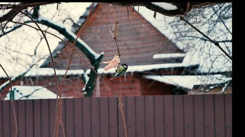 Bird. titmouse eats fat hanging on a branch Stock-Fotos