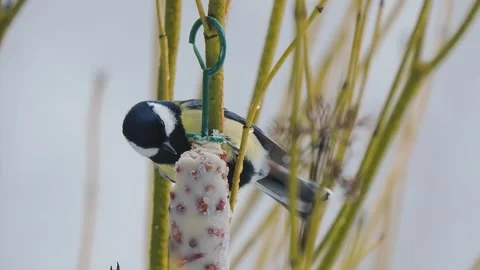 Bird titmouse feeding in the forest Stock Footage 318840171