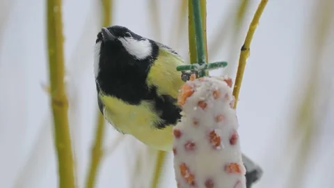 Bird titmouse feeding in the forest Stock Footage 318840221