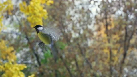 Bird titmouse in flight close-up in an autumn day Stock Footage 141311477