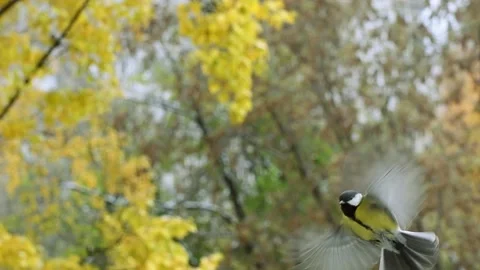 Bird titmouse in flight close-up in an autumn day Stock Footage 141311479