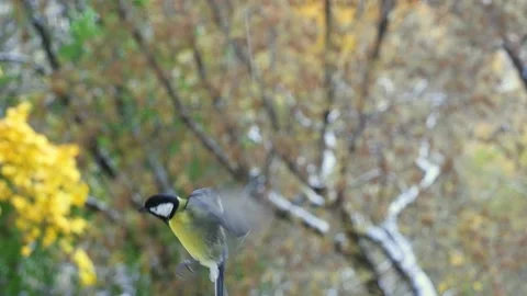 Bird titmouse in flight close-up in an autumn day Stock Footage 141311480