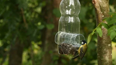 Bird titmouse in flight at the feeder Stock Footage 227294839