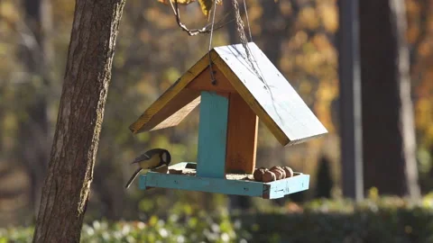 Bird titmouse sitting in the feeder Stock Footage 165365384