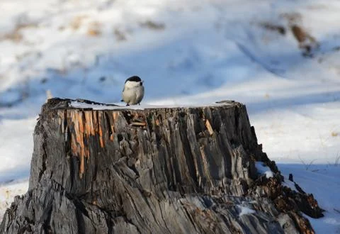 Bird titmouse sitting Stock Photos