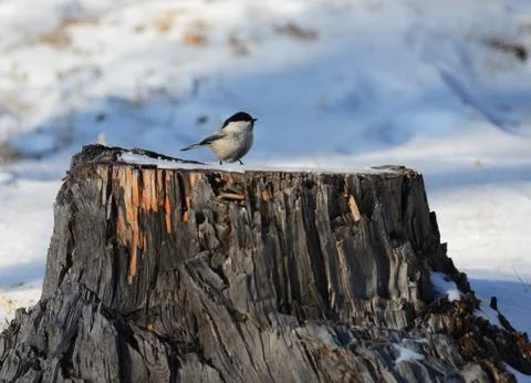 Bird titmouse sitting on a tree stump Stock Photos