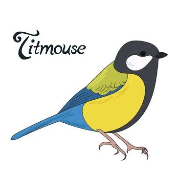 Bird titmouse vector illustration Stock Illustration