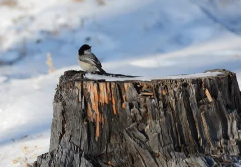 Bird titmouse in winter Stock Photos