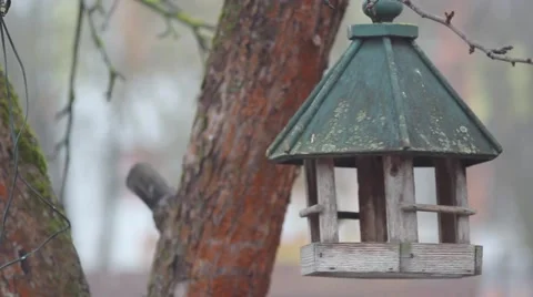Bird tits flying around bird feeder Stock Footage 47185030