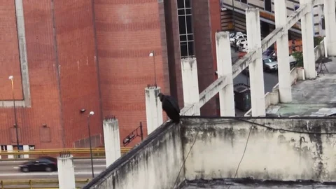 Bird in the top of the building Stock Footage 83585711