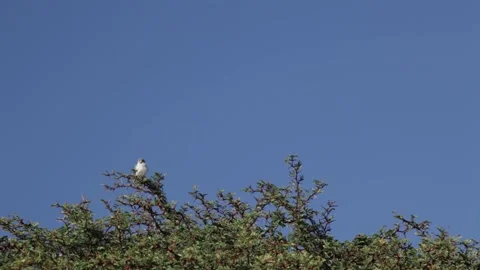 Bird on top of tree branches 스톡 동영상 150871929