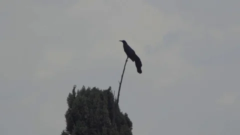 Bird on top of tree at cloudy day Stock Footage 129841153