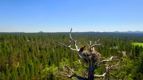 Bird On Top of Tree Over Forest by Aerial Drone Vídeo Stock 87214575