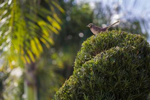 Bird at the top of a tree Stock Photos