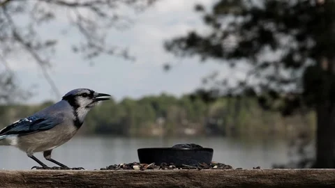 Bird tosses nuts down its throat at a feeder. Video stock 148676866