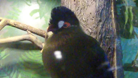Bird toucan Stock Footage 302731984