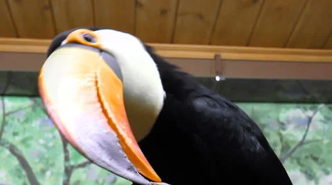 Bird-toucan Toco looking at the camera Stock Footage 68388194