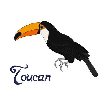Bird toucan vector illustration Illustrazione stock