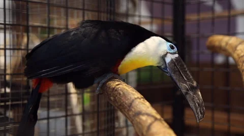 Bird toucan at the zoo Stock Footage 64543520