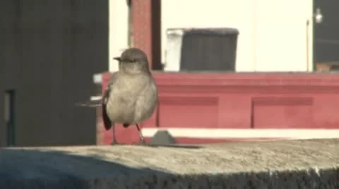Bird in Town Video stock 11401483