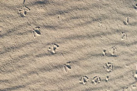 Bird traces on sand Stock Photos