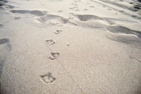 Bird track Foto stock