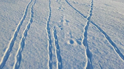 Bird tracks Stock Footage 266290640