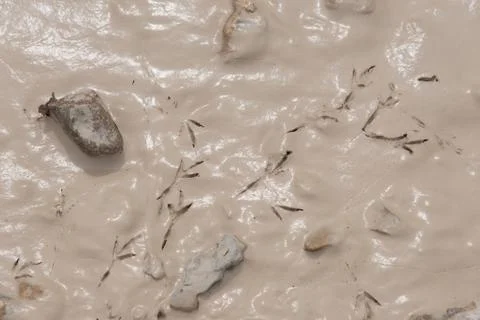 Bird Tracks in Mud Stock Photos