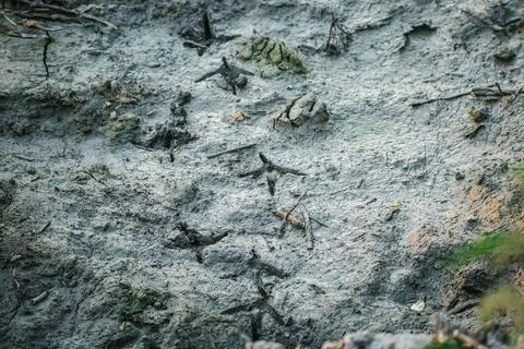 Bird tracks in the mud Stock Photos