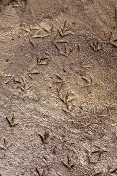 Bird tracks Stock Photos