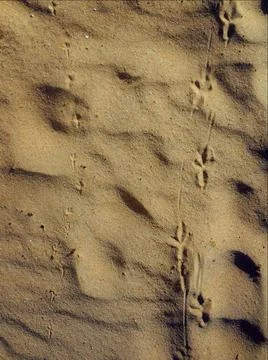 Bird tracks Stock Photos