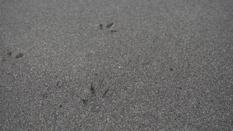 Bird tracks in the sand Stock Footage 89109689