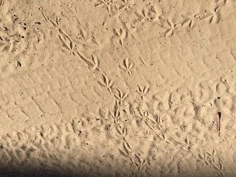 Bird Tracks in the Sand Stock Photos