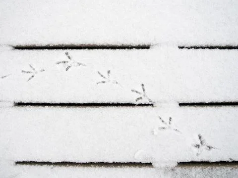 Bird tracks in the snow. A pattern of footprints. Doves walk in the snow. Foto stock