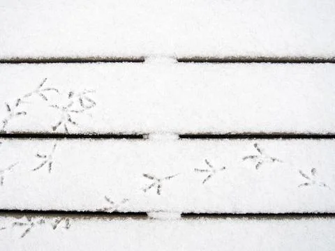 Bird tracks in the snow. A pattern of footprints. Doves walk in the snow. Foto stock