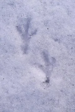 Bird tracks in the snow Foto stock