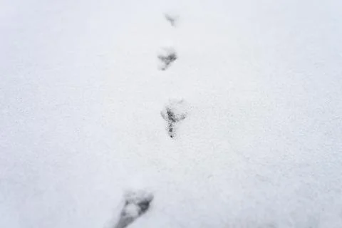 Bird tracks on the snow surface Foto stock