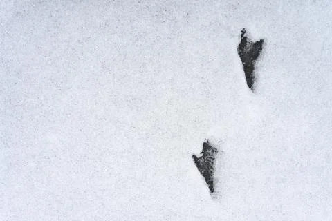 Bird tracks on the snow surface Foto stock
