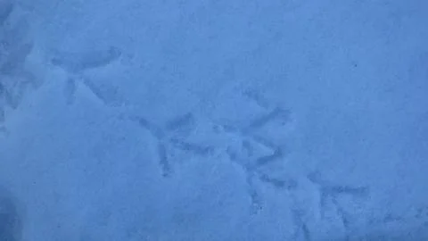 Bird tracks in winter 库存照片