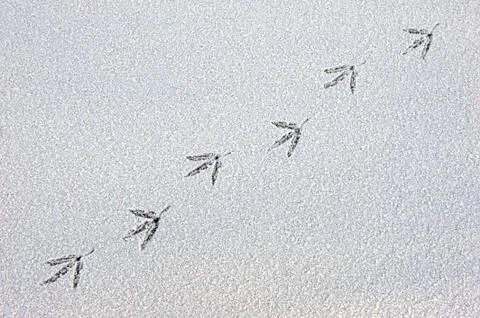 Bird trail Stock Photos