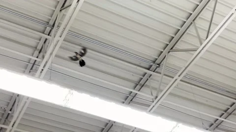 Bird trapped indoors in the ceiling rafters flying around Stock Footage 184655091