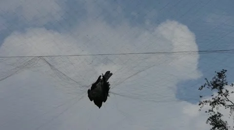 Bird trapped in net. 스톡 동영상 20440135