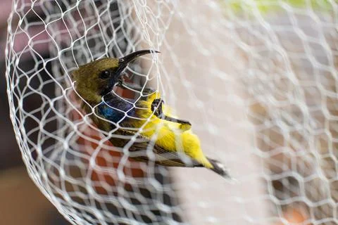 Bird trapped in a net Released in the forest Stock Photos