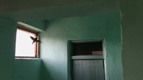 Bird trapped in a room Vidéo 165621203