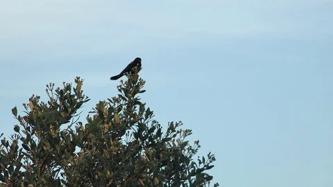 Bird in tree 2 動画素材 77410420