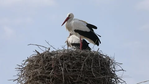 The bird on the tree 2 Stock Footage 320416239