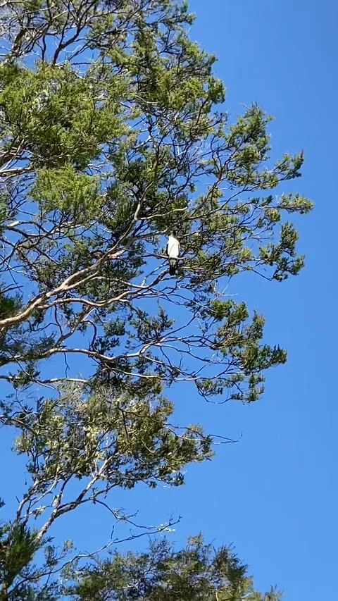 Bird on a tree in Abel Tasman Stock Footage 343952190